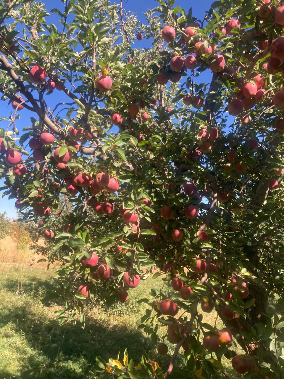 WhatsApp Image 2025-11-13 at 4.05.31 PM.jpeg